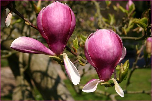 Magnolia_SandraMarsh.jpg