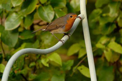 Chrisribbon_robin.jpg