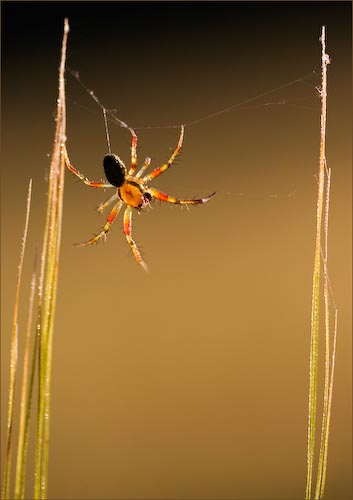 StripySpiderbyEdDoughty.jpg
