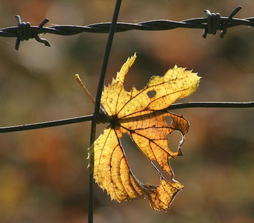 junelancasterrestrictedbarbwire.jpg