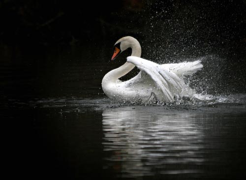 DaveMundy-SplashingSwan.jpg