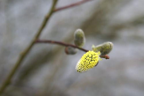 RBird-Willowfloweronclubwalk.jpg