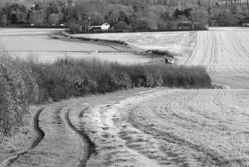 RodBirdTrackFernVillage1400.jpg