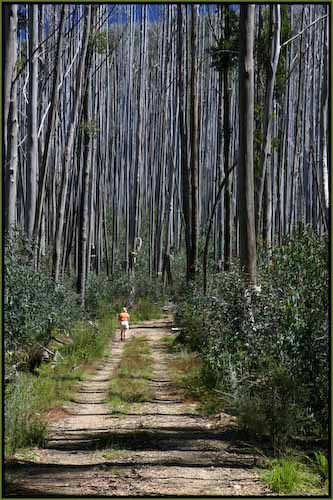 Andrew_Findlay__Among_the_Gum_Trees__11602.jpg