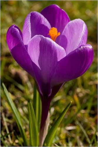MichaelKiely_Crocus.jpg