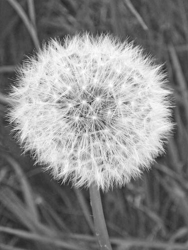 AlexMcKendrick-DandelionClock2.jpg