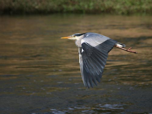 DaveMundy_FlyingHeron.jpg