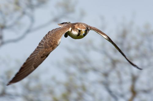 DeanFeltimoFalconinflight.jpg