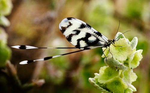JoeHummThreadLacewing_MG_1314.jpg