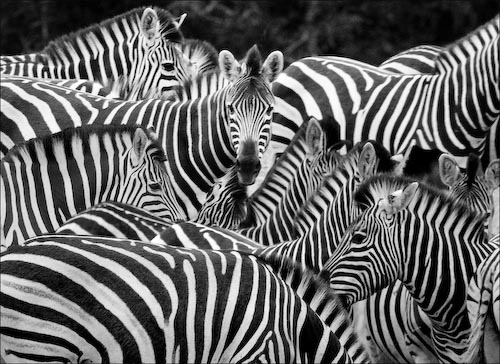 rogernortonzebras.jpg