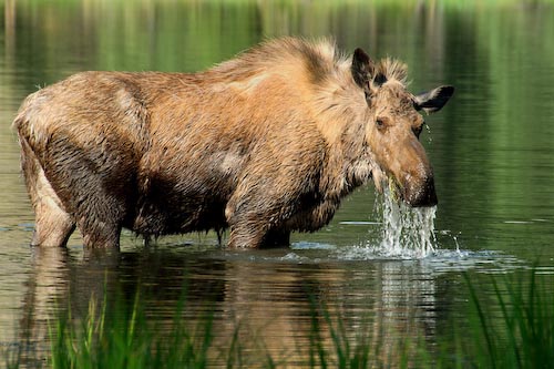 sharonribbon_mooseathorseshoelake.jpg