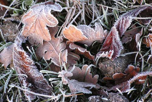 BettyLambourne-Development-frostyleaves.jpg