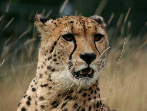 ChrisGledhill-Development-cheetah.jpg