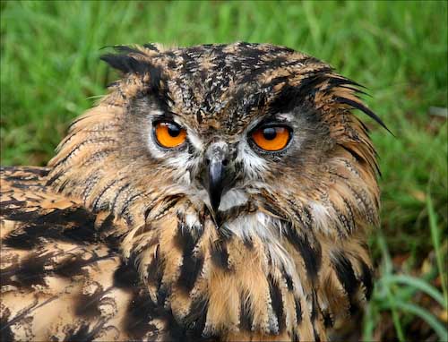 ChrisGledhill-Development-owl.jpg