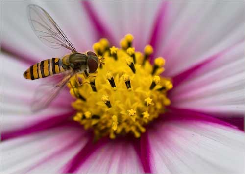 ChrisPooley-Open-Hoverfly_on_Cosmos1of1.jpg