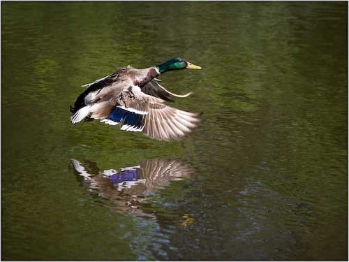 DaveMundy-Open-LowFlyingDuck.jpg