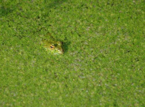 GeorgeBlair-Development-Pondlife.jpg