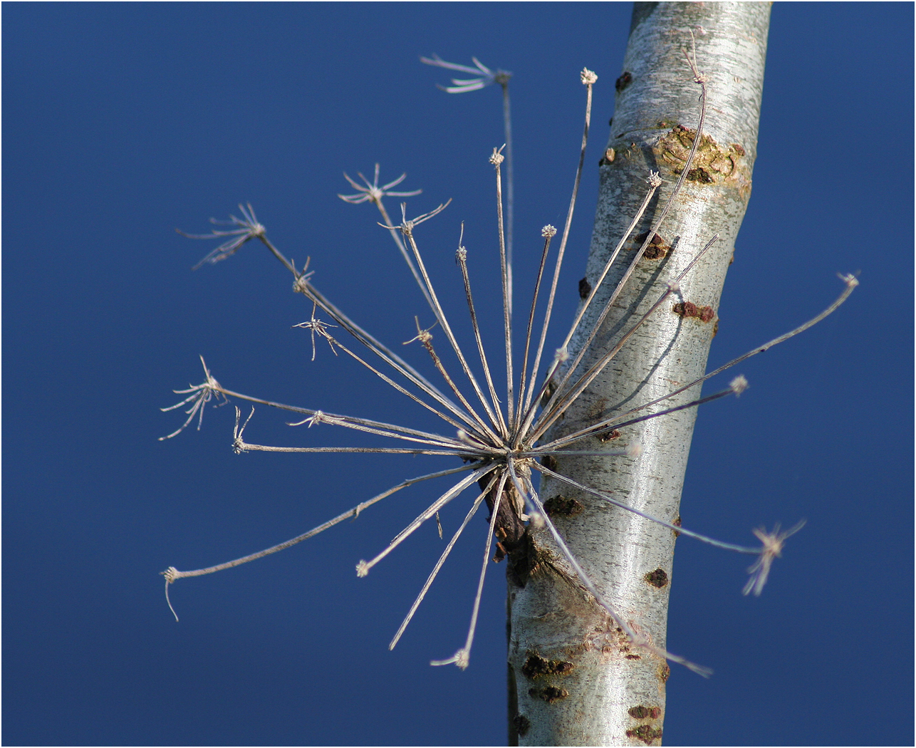 JuneLancaster-Development-Tree.jpg