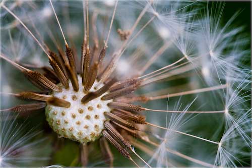 MikeKiely-Open-DandelionClock.jpg