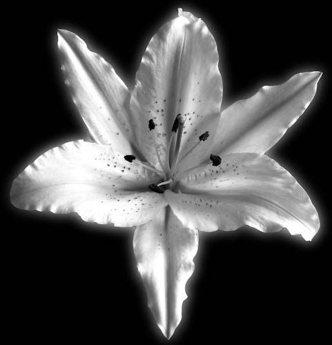 EvelynBarnard-Annual-Lily.jpg