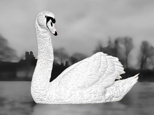 SteveMundy-Annual-SwanatMarlow.jpg