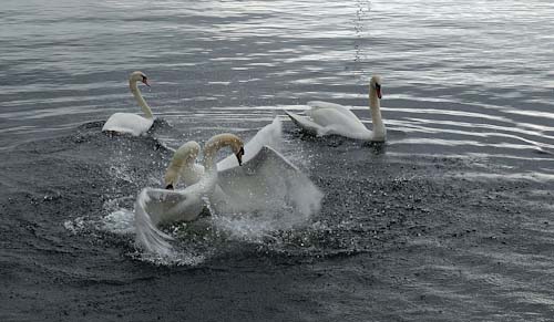 ChrisRibbon-Annual-SwanFight.jpg