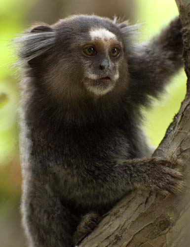 DanCrowe-Annual-Tamarin.jpg