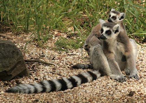 DavidBirch-Annual-Ring-tailedlemurs.jpg