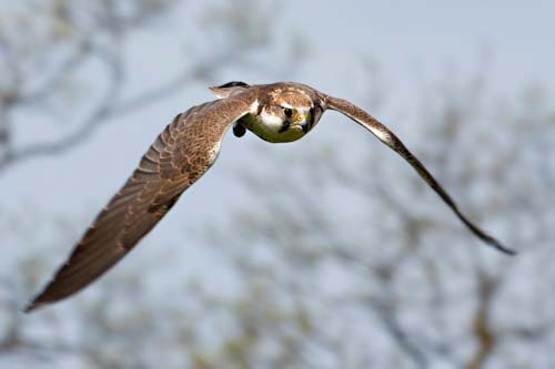 DeanFeltimo-Annual-FlightoftheFalcon.jpg