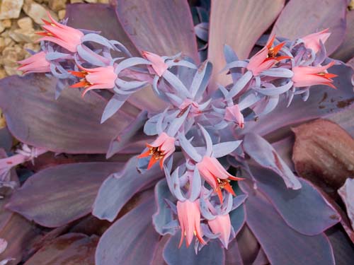 Echeveria1.jpg