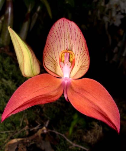 GeorgeBlair-Annual-smalljoy.jpg