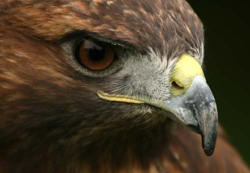IngridGledhill-Buzzard.jpg
