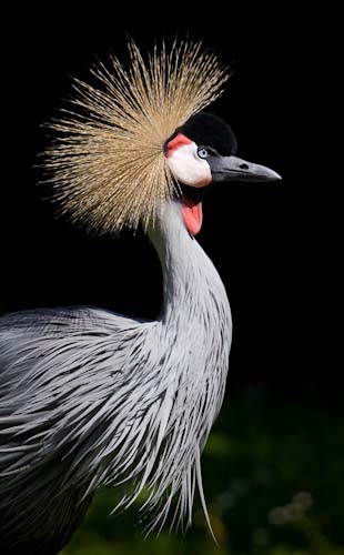 MarkRussell-EastAfricanCrownedCrane.jpg