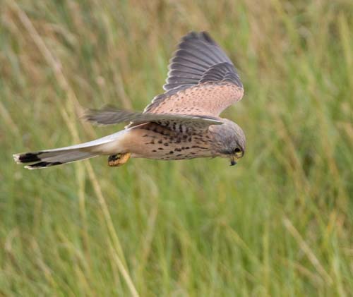 MarkWilson-Annual-Kestrel.jpg