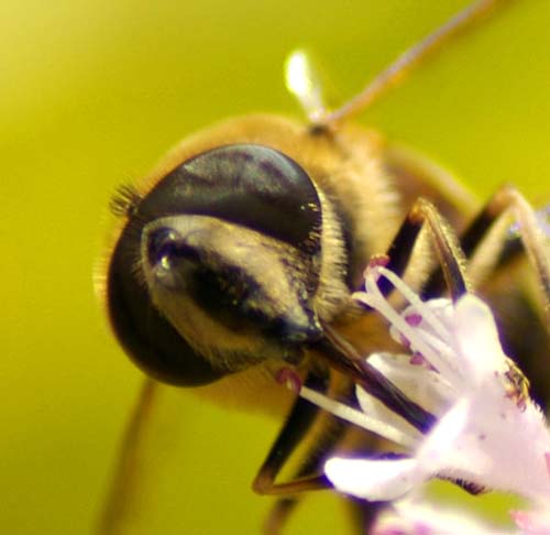MartinJepsenHoverfly.jpg