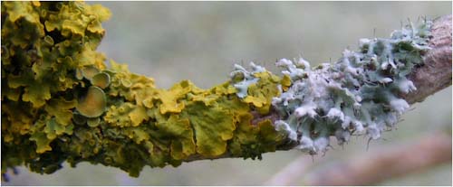 MaryFisher-Annual-Lichens.jpg