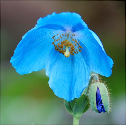 MaryFisher-Annual-Meconopsis.jpg