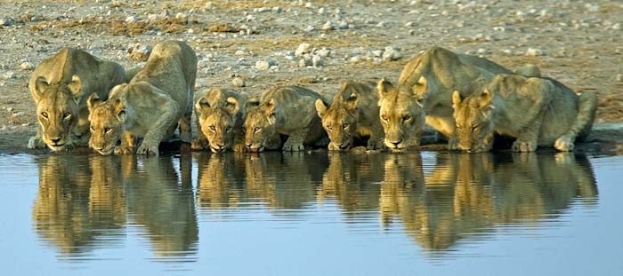 Steve Mundy Drinking Lions x-set to 700 px