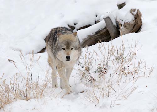 YELLOWSTONEWOLF.jpg