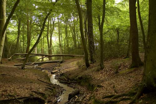 DanCrowe-Annual-BurnhamBeeches.jpg