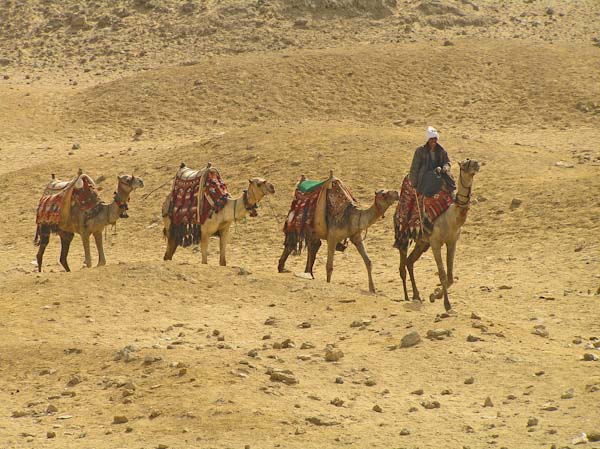 MartinBroadley-Annual-CamelTrain.jpg