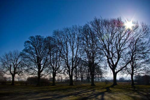 BenStephenson_WinterTrees.jpg