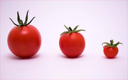 Ed_Doughty_Tomato_Family.jpg
