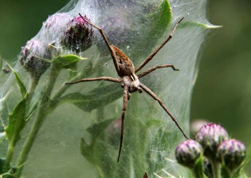 chrisgledhill_spider.jpg