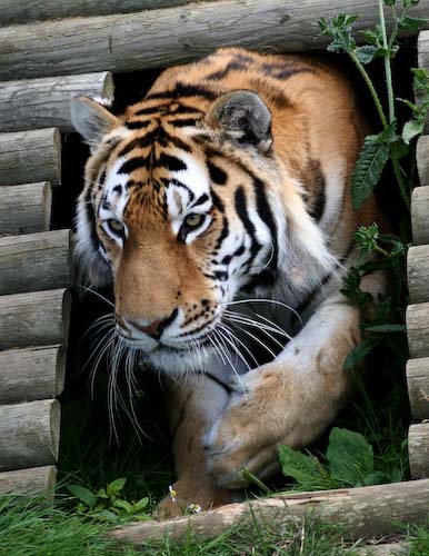 chrisgledhill_tiger.jpg