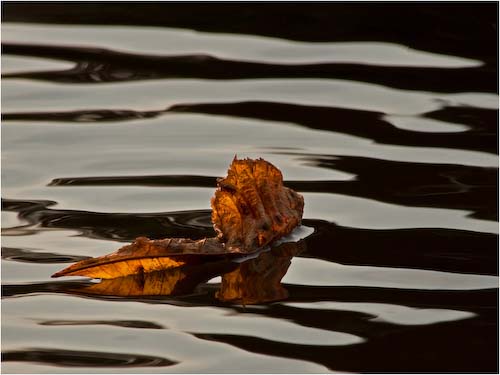 DaveMundy-Open-FloatingLeaf.jpg