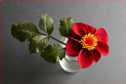 LindaBall-Open-LastRedDahlia.jpg