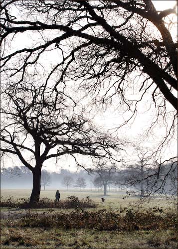PaulaHerron-Development-Manwalkingdoginmist.jpg