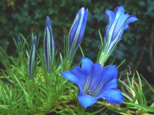 AlexMcKendrick-Development-Gentian.jpg