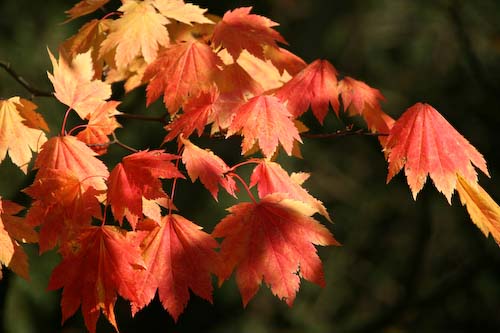 ChrisGledhill-AutumnLeaves.jpg